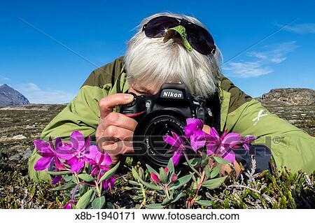 Stock Image - Photographer with dwarf fireweed Chamerion latifolium in Heckla Haven, Northeast Greenland. Fotosearch