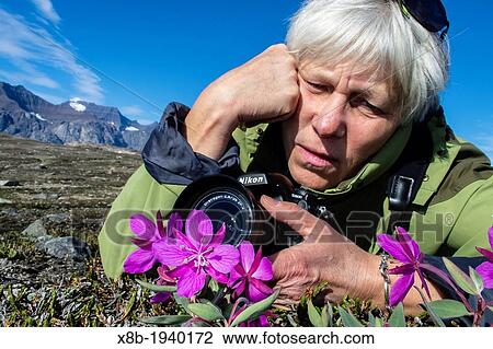 Stock Image - Photographer with dwarf fireweed Chamerion latifolium in Heckla Haven, Northeast Greenland. Fotosearch