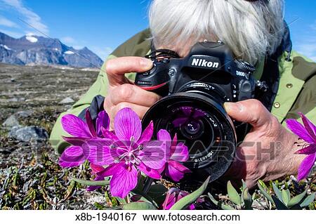 Stock Photo - Photographer with dwarf fireweed Chamerion latifolium in Heckla Haven, Northeast Greenland. Fotosearch