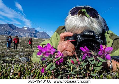 Stock Photograph - Photographer with dwarf fireweed Chamerion latifolium in Heckla Haven, Northeast Greenland Model Release SB081512. Fotosearch
