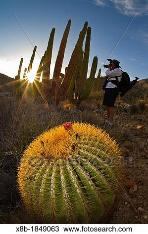 Photographer with endemic giant barrel cactus Ferocactus diguetii on Isla Santa Catalina in the lower Gulf of California Sea of Cortez, Baja California, Mexico View Large Photo Image Stock Image - Photographer with endemic giant barrel cactus Ferocactus diguetii on Isla Santa Catalina in the lower Gulf of California Sea of Cortez, Baja California, Mexico. Fotosearch