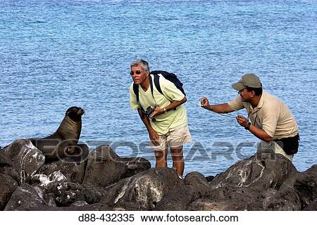 Photographers and Galapagos Sea Lion (Zalophus californianus wollebacki). Galapagos Islands, Ecuador View Large Photo Image Stock Photography - Photographers and Galapagos Sea Lion (Zalophus californianus wollebacki). Galapagos Islands, Ecuador. Fotosearch