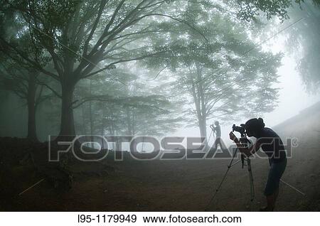 Stock Photo - Photographers in a foggy day taking pictures of beech trees Fagus sylvatica, Montseny nature reserve, Spain This is the Southernmost Beech forest in Europe. Fotosearch