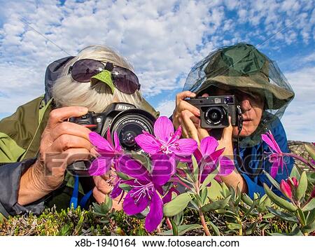 Picture - Photographers with dwarf fireweed Chamerion latifolium in Heckla Haven, Northeast Greenland. Fotosearch