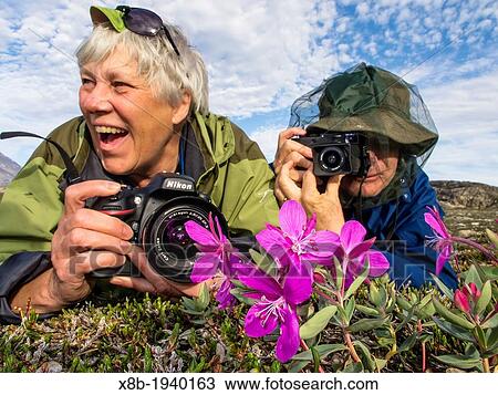Stock Image - Photographers with dwarf fireweed Chamerion latifolium in Heckla Haven, Northeast Greenland. Fotosearch