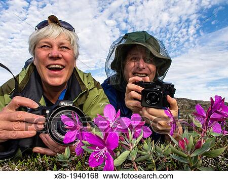 Stock Photo - Photographers with dwarf fireweed Chamerion latifolium in Heckla Haven, Northeast Greenland. Fotosearch