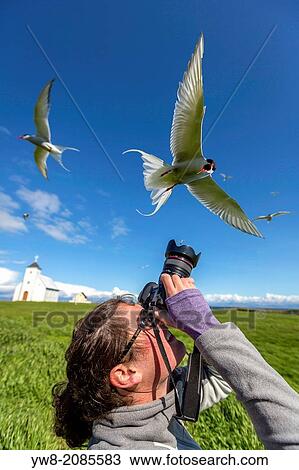 Stock Image - Photographing Arctic Terns (Sterna paradisaea), Flatey Island, Breidafjordur, Iceland.. Fotosearch