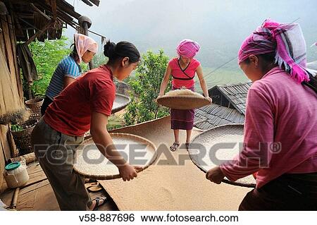 Phou Noy women winnowing rice, Ban Nam Boun village, Phongsaly province, Laos View Large Photo Image Stock Photograph - Phou Noy women winnowing rice, Ban Nam Boun village, Phongsaly province, Laos. Fotosearch