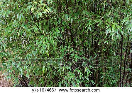 Stock Photo - Phyloostachys nigra - Black bamboo. Fotosearch