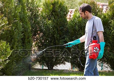 Phytosanitary treatment with sprayer, garden View Large Photo Image Stock Photo - Phytosanitary treatment with sprayer, garden. Fotosearch