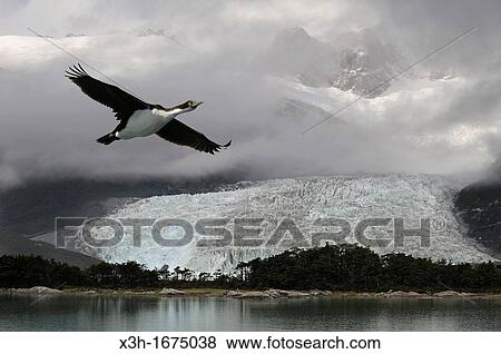 Pia Glacier, Cordillera Darwin, Beagle Channel Northeast branch, Tierra del Fuego, Patagonia, Chile, South America View Large Photo Image Stock Photo - Pia Glacier, Cordillera Darwin, Beagle Channel Northeast branch, Tierra del Fuego, Patagonia, Chile, South America. Fotosearch