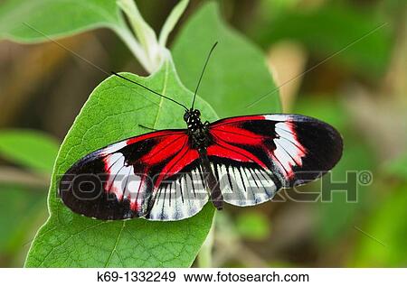 Piano Key (Heliconius melpomene) View Large Photo Image Stock Photo - Piano Key (Heliconius melpomene). Fotosearch