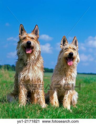 Picardy Shepherd Dog, sitting on Grass. View Large Photo Image Stock Image - Picardy Shepherd Dog, sitting on Grass.. Fotosearch