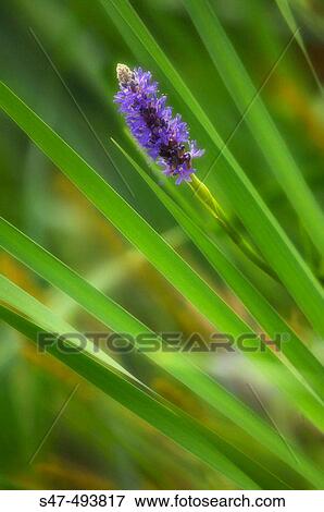 Pickerelweed Blossom. Pontederia cordata, June 2005. Maryland, USA View Large Photo Image Stock Photo - Pickerelweed Blossom. Pontederia cordata, June 2005. Maryland, USA. Fotosearch