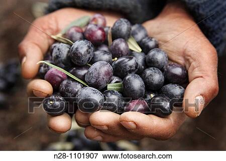 Picking olives View Large Photo Image Stock Photo - Picking olives. Fotosearch
