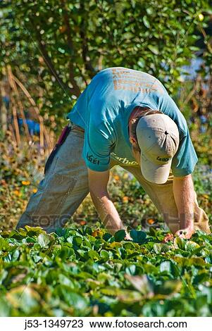 Picking strawberries on small organic farm, Nevada City, California View Large Photo Image Stock Image - Picking strawberries on small organic farm, Nevada City, California. Fotosearch