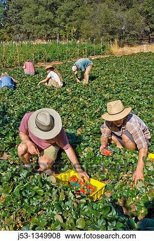 Picking strawberries on small organic farm, Nevada City, California View Large Photo Image Stock Photo - Picking strawberries on small organic farm, Nevada City, California. Fotosearch