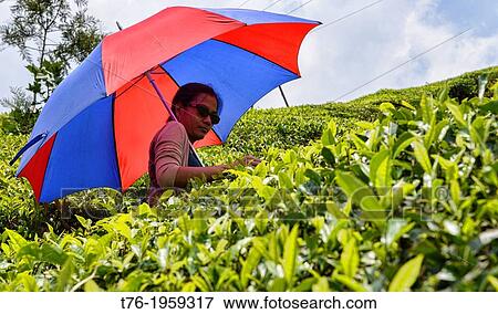 picking tea in the tea plantations of Munnar, a hill station in Kerala, India. View Large Photo Image Stock Photo - picking tea in the tea plantations of Munnar, a hill station in Kerala, India.. Fotosearch