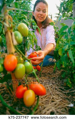 Picking tomatoes in an organic garden View Large Photo Image Stock Photo - Picking tomatoes in an organic garden. Fotosearch