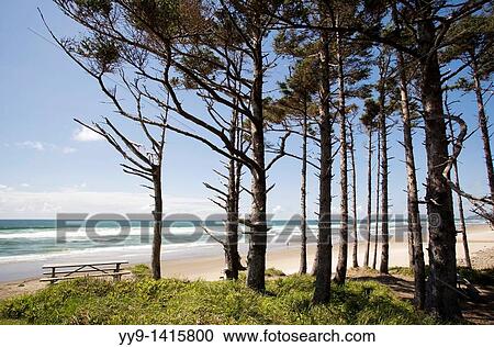 Picnic area at Cape Lookout State Park - Tillamook, Oregon View Large Photo Image Stock Image - Picnic area at Cape Lookout State Park - Tillamook, Oregon. Fotosearch