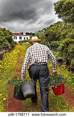 pico island in azores View Large Photo Image Stock Image - pico island in azores. Fotosearch