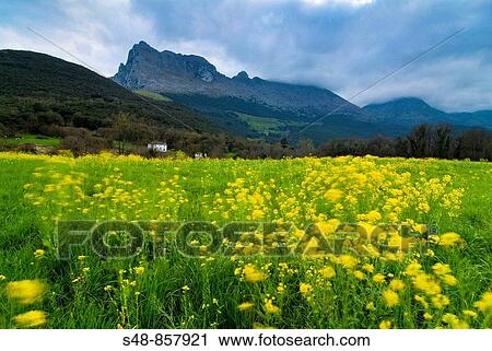 Pico San Vicente in Ramales de la Victoria, Cantabria. Spain. View Large Photo Image Stock Image - Pico San Vicente in Ramales de la Victoria, Cantabria. Spain.. Fotosearch
