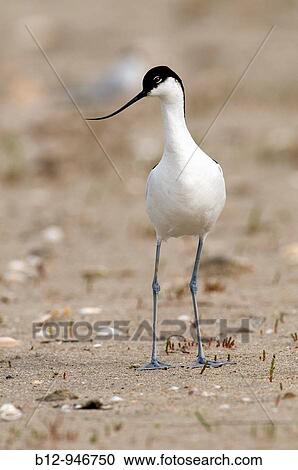 Pied Avocet (Recurvirostra avosetta) View Large Photo Image Stock Image - Pied Avocet (Recurvirostra avosetta). Fotosearch