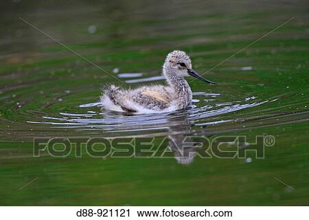Pied Avocet (Recurvirostra avosetta) View Large Photo Image Stock Image - Pied Avocet (Recurvirostra avosetta). Fotosearch