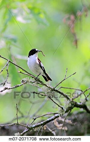 Pied flycatcher feeding Young at nest, Demanda range mountain, Burgos, Spain, Europe View Large Photo Image Stock Photo - Pied flycatcher feeding Young at nest, Demanda range mountain, Burgos, Spain, Europe. Fotosearch