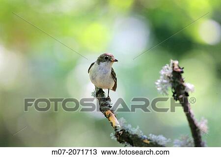Pied flycatcher with insect on bill, Demanda range mountains, Burgos province, Spain, Europe View Large Photo Image Stock Image - Pied flycatcher with insect on bill, Demanda range mountains, Burgos province, Spain, Europe. Fotosearch