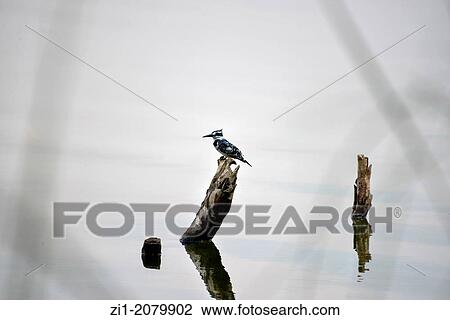 pied kingfisher at wooden pole in Bunyonyi craterlake, Uganda View Large Photo Image Stock Image - pied kingfisher at wooden pole in Bunyonyi craterlake, Uganda. Fotosearch