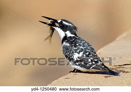 Pied kingfisher Ceryle rudis, fishing, Kruger National Park, South Africa View Large Photo Image Stock Image - Pied kingfisher Ceryle rudis, fishing, Kruger National Park, South Africa. Fotosearch
