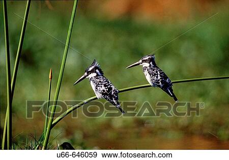 Stock Photo - Pied Kingfisher (Ceryle rudis). Kenya. Fotosearch