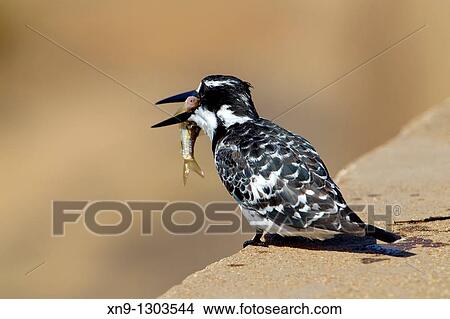 Pied Kingfisher (Ceryle rudis), fishing, Kruger National Park, South Africa. View Large Photo Image Picture - Pied Kingfisher (Ceryle rudis), fishing, Kruger National Park, South Africa.. Fotosearch