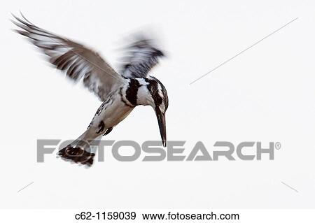 Pied Kingfisher (Ceryle rudis) hovering, Maasai Mara National Reserve, Kenya View Large Photo Image Stock Photo - Pied Kingfisher (Ceryle rudis) hovering, Maasai Mara National Reserve, Kenya. Fotosearch