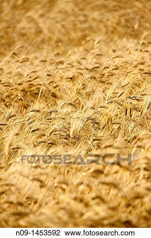 Pienza, Tuscany. View Large Photo Image Stock Image - Pienza, Tuscany.. Fotosearch