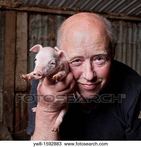 Pig farmer with piglet, Hornafjordur, Iceland View Large Photo Image Stock Image - Pig farmer with piglet, Hornafjordur, Iceland. Fotosearch