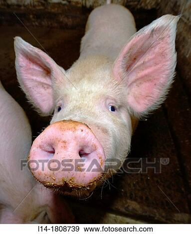 Pig, Galicia, Spain View Large Photo Image Stock Photo - Pig, Galicia, Spain. Fotosearch