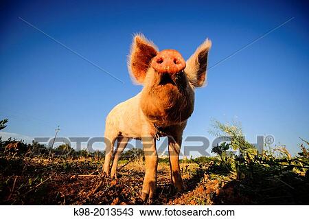 pig in a farm field, Sant Jordi, municipality of Palma, Mallorca, Balearic Islands, spain, europe. View Large Photo Image Stock Image - pig in a farm field, Sant Jordi, municipality of Palma, Mallorca, Balearic Islands, spain, europe.. Fotosearch