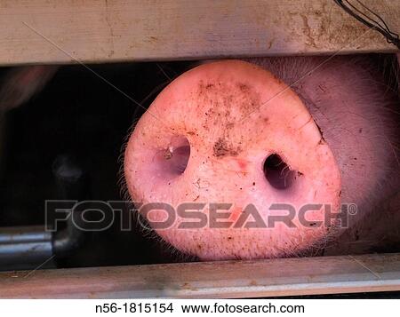 pig in a van View Large Photo Image Picture - pig in a van. Fotosearch