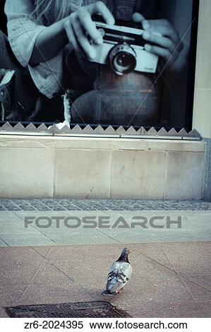 Stock Photography - Pigeon caught at Henry Street, Dublin, Ireland.. Fotosearch
