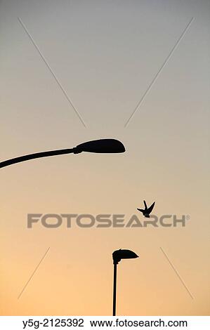 pigeon flying from a street lamp post in rome italy View Large Photo Image Stock Image - pigeon flying from a street lamp post in rome italy. Fotosearch