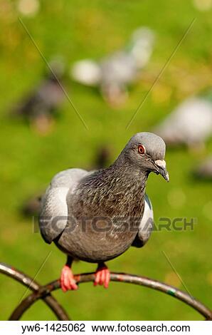 Pigeon on a metal fence, London, England View Large Photo Image Stock Image - Pigeon on a metal fence, London, England. Fotosearch