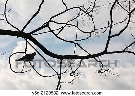 pigeon perched on tree branch View Large Photo Image Stock Image - pigeon perched on tree branch. Fotosearch