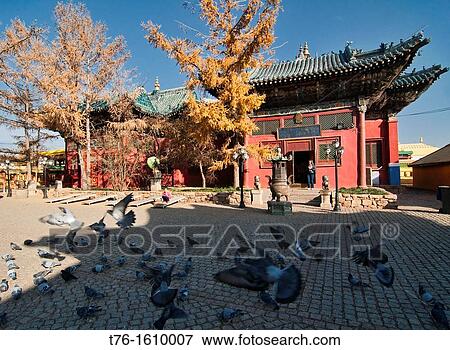 pigeons at Gandan Monastery in Ulan Baatar, Mongolia View Large Photo Image Stock Photo - pigeons at Gandan Monastery in Ulan Baatar, Mongolia. Fotosearch