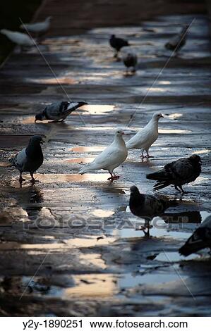 Pigeons in the morning View Large Photo Image Stock Image - Pigeons in the morning. Fotosearch