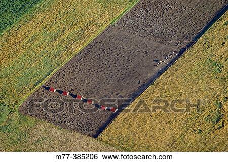 Stock Photograph - Pigfarm, agricultural area. Halland. Sweden. Fotosearch