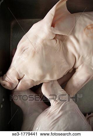 Stock Image - Piglet. Fotosearch