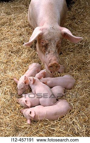 Piglets after suckling. Segovia, Castilla-Le? n, Spain View Large Photo Image Stock Image - Piglets after suckling. Segovia, Castilla-Le? n, Spain. Fotosearch