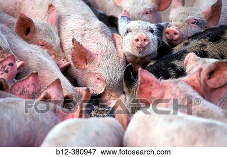Stock Photo - Piglets. Eating. Fotosearch